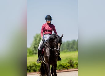 KWPN, Caballo castrado, 5 años, 183 cm, Negro