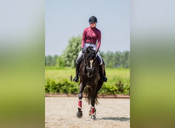 KWPN, Caballo castrado, 5 años, 183 cm, Negro