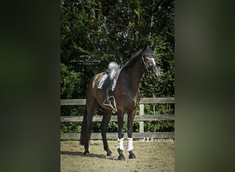 KWPN, Caballo castrado, 5 años, 183 cm, Negro