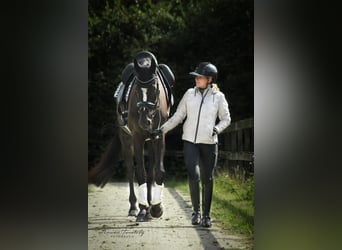 KWPN, Caballo castrado, 5 años, 183 cm, Negro