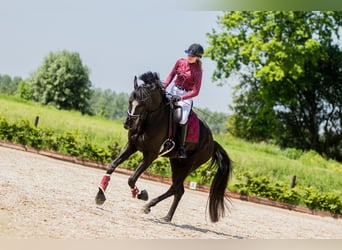 KWPN, Caballo castrado, 5 años, 183 cm, Negro