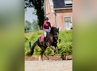 KWPN, Caballo castrado, 5 años, 183 cm, Negro