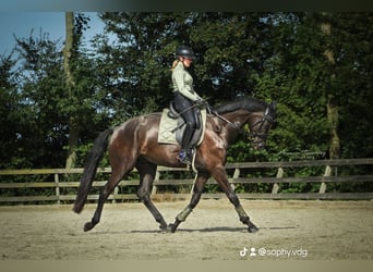 KWPN, Caballo castrado, 5 años, 183 cm, Negro