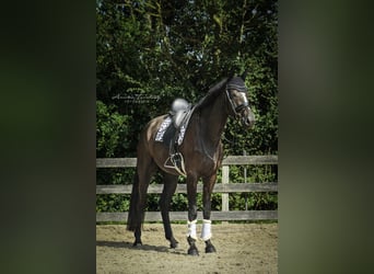 KWPN, Caballo castrado, 5 años, 183 cm, Negro