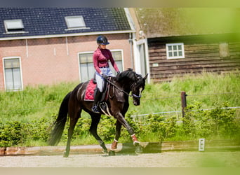 KWPN, Caballo castrado, 5 años, 183 cm, Negro