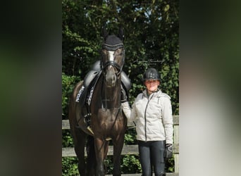 KWPN, Caballo castrado, 5 años, 183 cm, Negro