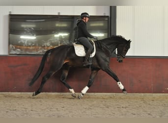 KWPN, Caballo castrado, 5 años, 184 cm, Castaño oscuro