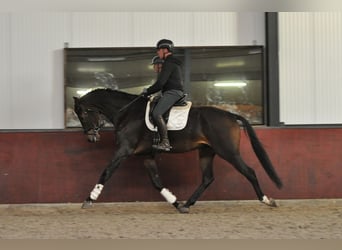 KWPN, Caballo castrado, 5 años, 184 cm, Castaño oscuro