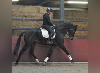 KWPN, Caballo castrado, 5 años, 184 cm, Castaño oscuro