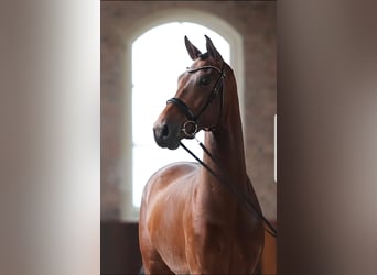 KWPN, Caballo castrado, 5 años