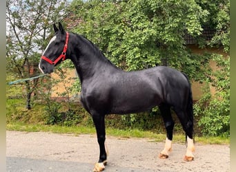 KWPN Mestizo, Caballo castrado, 5 años