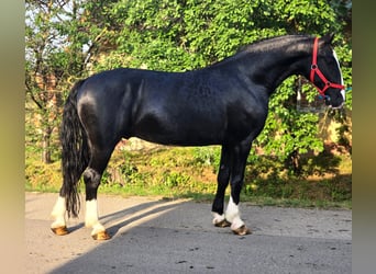 KWPN Mestizo, Caballo castrado, 5 años