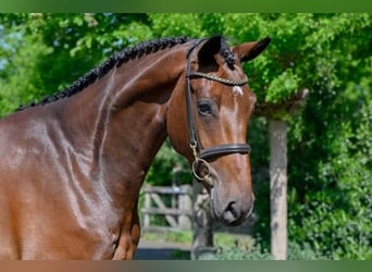 KWPN, Caballo castrado, 5 años