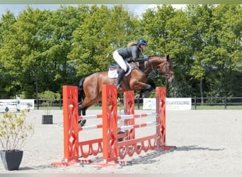 KWPN, Caballo castrado, 5 años