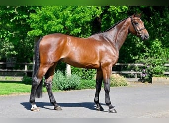 KWPN, Caballo castrado, 5 años