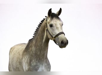 KWPN, Caballo castrado, 5 años