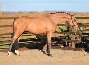 KWPN, Caballo castrado, 5 años, Castaño claro