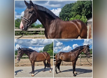 KWPN, Caballo castrado, 5 años, Castaño oscuro