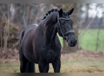 KWPN, Caballo castrado, 5 años, Negro