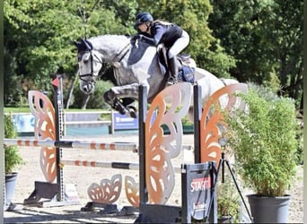 KWPN, Caballo castrado, 5 años, Tordo
