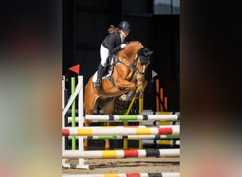 KWPN, Caballo castrado, 6 años, 156 cm, Alazán