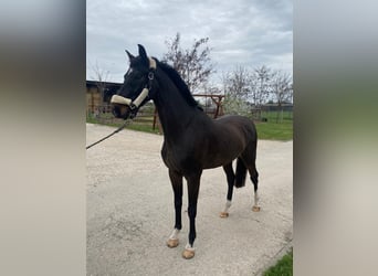 KWPN, Caballo castrado, 6 años, 158 cm, Castaño oscuro