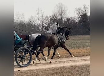 KWPN, Caballo castrado, 6 años, 158 cm, Castaño oscuro