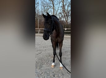 KWPN, Caballo castrado, 6 años, 159 cm, Negro