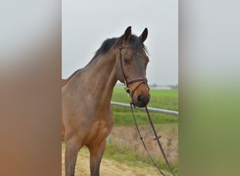 KWPN, Caballo castrado, 6 años, 160 cm, Castaño