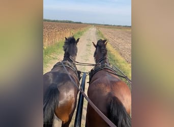 KWPN Mestizo, Caballo castrado, 6 años, 160 cm, Castaño rojizo