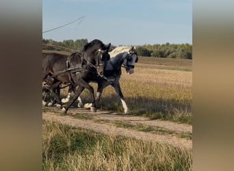 KWPN Mestizo, Caballo castrado, 6 años, 160 cm, Castaño rojizo
