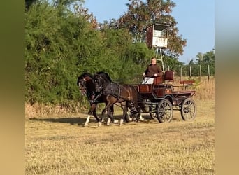 KWPN Mestizo, Caballo castrado, 6 años, 160 cm, Castaño rojizo