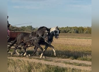 KWPN Mestizo, Caballo castrado, 6 años, 160 cm, Castaño rojizo