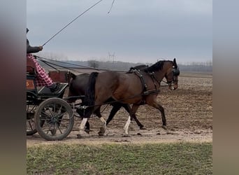 KWPN Mestizo, Caballo castrado, 6 años, 160 cm, Castaño rojizo