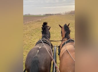 KWPN Mestizo, Caballo castrado, 6 años, 160 cm, Castaño rojizo