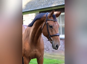 KWPN, Caballo castrado, 6 años, 163 cm, Castaño