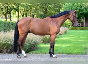 KWPN, Caballo castrado, 6 años, 163 cm, Castaño