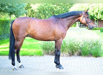 KWPN, Caballo castrado, 6 años, 164 cm, Castaño