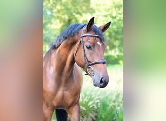 KWPN, Caballo castrado, 6 años, 164 cm, Castaño