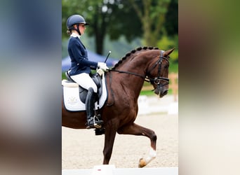 KWPN, Caballo castrado, 6 años, 165 cm, Castaño