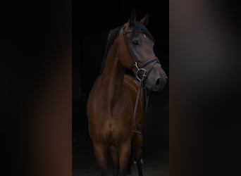 KWPN, Caballo castrado, 6 años, 165 cm, Castaño