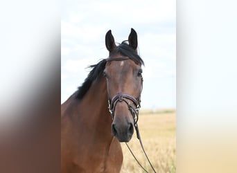 KWPN, Caballo castrado, 6 años, 165 cm, Castaño