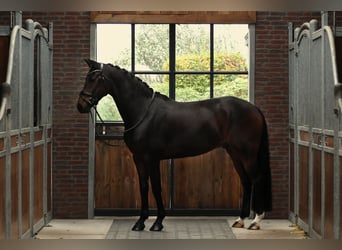 KWPN, Caballo castrado, 6 años, 165 cm, Castaño oscuro