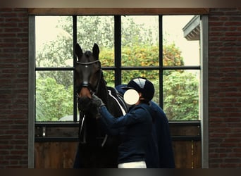 KWPN, Caballo castrado, 6 años, 165 cm, Castaño oscuro