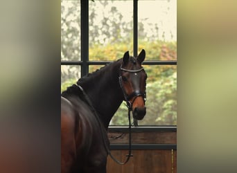 KWPN, Caballo castrado, 6 años, 165 cm, Castaño oscuro