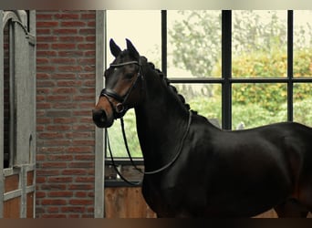 KWPN, Caballo castrado, 6 años, 165 cm, Castaño oscuro