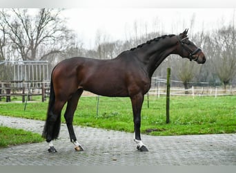 KWPN, Caballo castrado, 6 años, 165 cm, Castaño oscuro