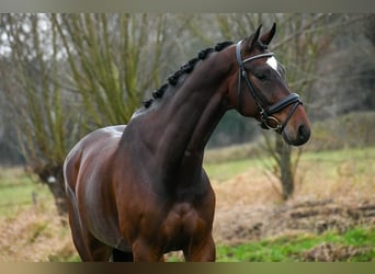 KWPN, Caballo castrado, 6 años, 165 cm, Castaño oscuro