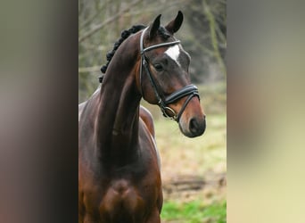 KWPN, Caballo castrado, 6 años, 165 cm, Castaño oscuro