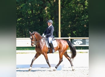 KWPN, Caballo castrado, 6 años, 165 cm, Castaño oscuro